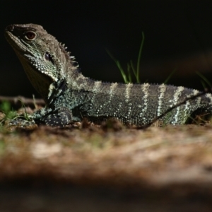 Intellagama lesueurii howittii at Paddys River, ACT - 30 Oct 2021 04:52 PM