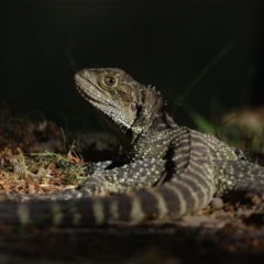 Intellagama lesueurii howittii at Paddys River, ACT - 30 Oct 2021 04:52 PM