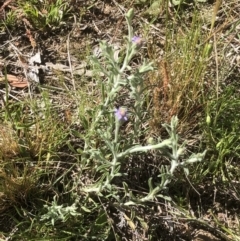 Vittadinia gracilis (New Holland Daisy) at Bruce, ACT - 31 Oct 2021 by goyenjudy