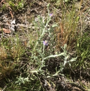 Vittadinia gracilis at Bruce, ACT - 31 Oct 2021