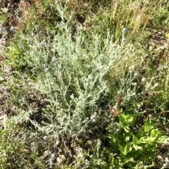 Vittadinia gracilis at Bruce, ACT - 31 Oct 2021