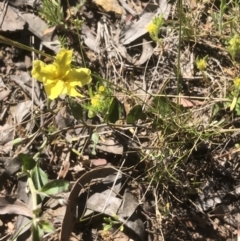 Goodenia hederacea subsp. hederacea (Ivy Goodenia, Forest Goodenia) at Bruce, ACT - 31 Oct 2021 by goyenjudy