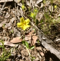 Goodenia hederacea subsp. hederacea at Bruce, ACT - 31 Oct 2021