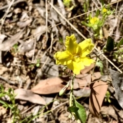 Goodenia hederacea subsp. hederacea at Bruce, ACT - 31 Oct 2021 10:06 AM