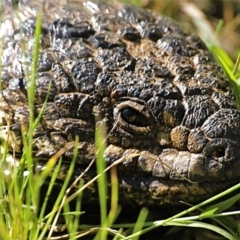 Tiliqua rugosa (Shingleback Lizard) at Mount Ainslie - 27 Oct 2021 by MichaelDianne