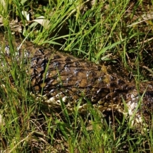 Tiliqua rugosa at Ainslie, ACT - 27 Oct 2021