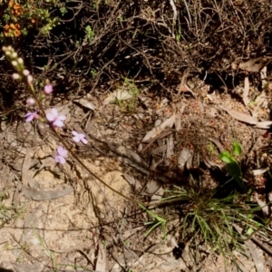 Stylidium graminifolium at Bruce, ACT - 30 Oct 2021 10:54 AM