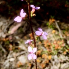 Stylidium graminifolium at Bruce, ACT - 30 Oct 2021 10:54 AM