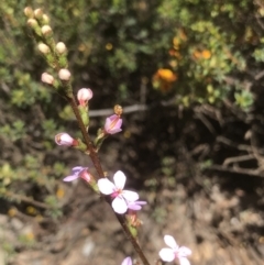 Stylidium graminifolium at Bruce, ACT - 30 Oct 2021 10:54 AM