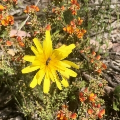 Microseris walteri (Yam Daisy, Murnong) at Bruce, ACT - 30 Oct 2021 by goyenjudy