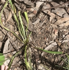 Microseris walteri at Bruce, ACT - 30 Oct 2021 10:58 AM