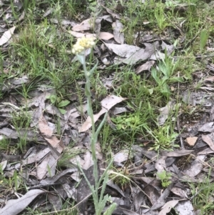 Pseudognaphalium luteoalbum at Bruce, ACT - 21 Oct 2021