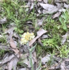 Pseudognaphalium luteoalbum at Bruce, ACT - 21 Oct 2021