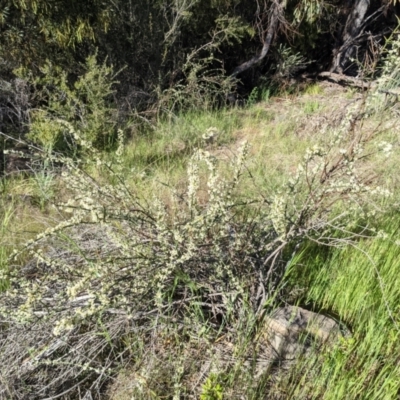 Discaria pubescens (Australian Anchor Plant) at Bullen Range - 31 Oct 2021 by HelenCross