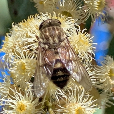 Dasybasis sp. (genus) (A march fly) at Mount Jerrabomberra - 31 Oct 2021 by aussiestuff