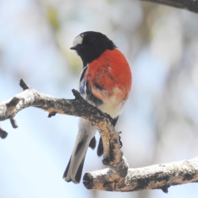 Petroica boodang (Scarlet Robin) at Stromlo, ACT - 31 Oct 2021 by HelenCross