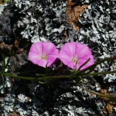 Convolvulus angustissimus subsp. angustissimus (Australian Bindweed) at Stromlo, ACT - 31 Oct 2021 by MB