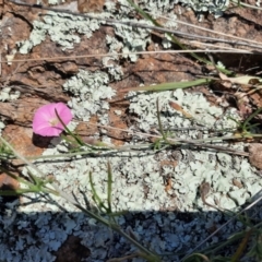 Convolvulus angustissimus subsp. angustissimus at Stromlo, ACT - 31 Oct 2021