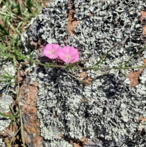 Convolvulus angustissimus subsp. angustissimus at Stromlo, ACT - 31 Oct 2021 01:40 PM