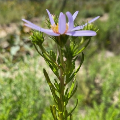 Olearia tenuifolia (Narrow-leaved Daisybush) at Tennent, ACT - 31 Oct 2021 by KL