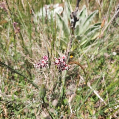 Silene gallica var. quinquevulnera (Five-wounded Catchfly) at Stromlo, ACT - 31 Oct 2021 by MB