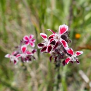 Silene gallica var. quinquevulnera at Stromlo, ACT - 31 Oct 2021 01:18 PM