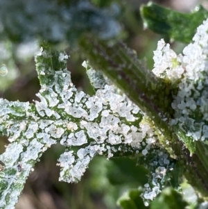 Senecio bathurstianus at Hughes, ACT - 29 Oct 2021 07:00 PM