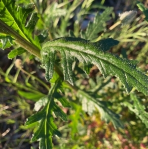 Senecio bathurstianus at Hughes, ACT - 29 Oct 2021 07:00 PM