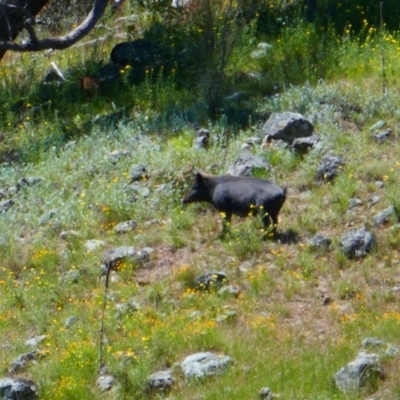 Sus scrofa (Wild Boar, Feral Pig) at Stromlo, ACT - 31 Oct 2021 by MB