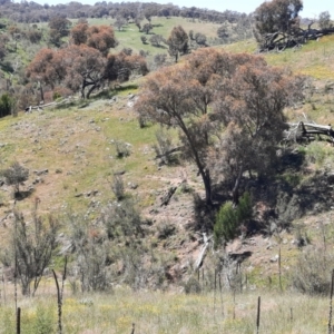 Sus scrofa at Stromlo, ACT - 31 Oct 2021