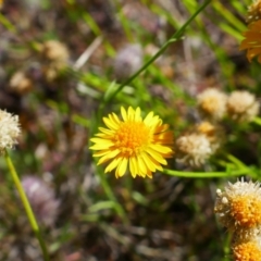 Calotis lappulacea (Yellow Burr Daisy) at Stony Creek - 31 Oct 2021 by MB