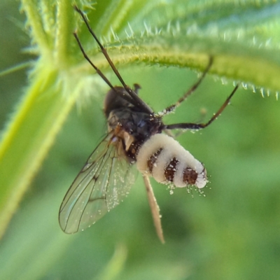 Entomophthora sp. (genus) (Puppeteer Fungus) at Turner, ACT - 30 Oct 2021 by Angus44