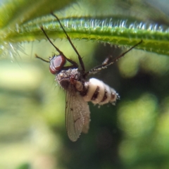 Entomophthora sp. (genus) at Turner, ACT - 30 Oct 2021