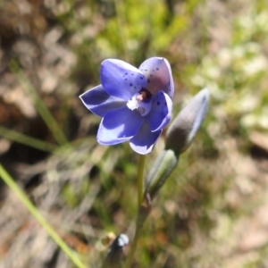 Thelymitra juncifolia at Stromlo, ACT - suppressed