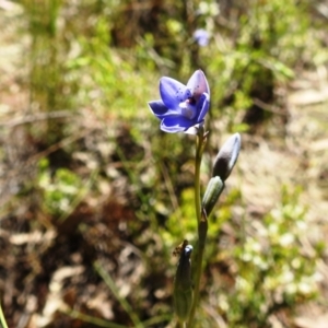 Thelymitra juncifolia at Stromlo, ACT - suppressed