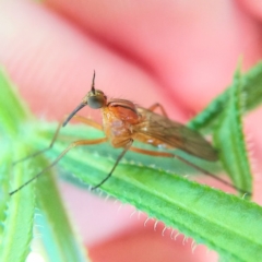 Empididae sp. (family) (Dance fly) at Turner, ACT - 29 Oct 2021 by Angus44