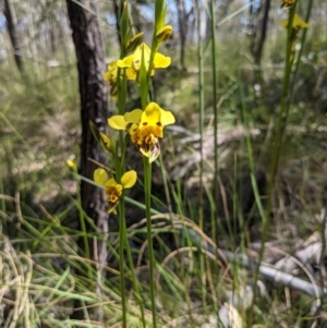 Diuris sulphurea at Stromlo, ACT - 31 Oct 2021