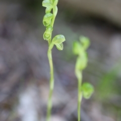 Hymenochilus muticus (Midget Greenhood) at Jerrabomberra, NSW - 1 Nov 2021 by cherylhodges