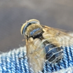 Tabanidae (family) (Unidentified march or horse fly) at Jerrabomberra Grassland - 31 Oct 2021 by tpreston