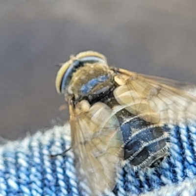 Tabanidae (family) (Unidentified march or horse fly) at Jerrabomberra, ACT - 31 Oct 2021 by tpreston