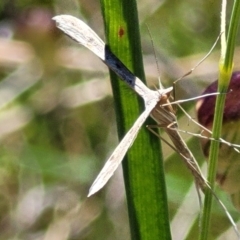 Platyptilia celidotus (Plume Moth) at Jerrabomberra Grassland - 31 Oct 2021 by tpreston