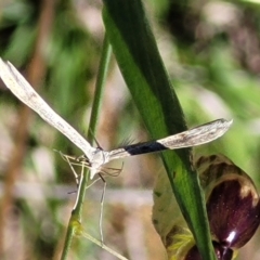 Platyptilia celidotus at Jerrabomberra, ACT - 31 Oct 2021