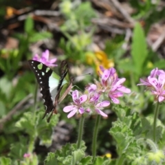 Graphium macleayanum (Macleay's Swallowtail) at ANBG - 31 Oct 2021 by TimL