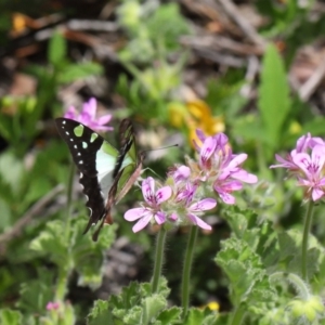 Graphium macleayanum at Acton, ACT - 31 Oct 2021 11:10 AM