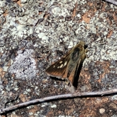 Trapezites luteus (Yellow Ochre, Rare White-spot Skipper) at Jerrabomberra, ACT - 31 Oct 2021 by tpreston