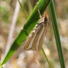 Hednota bivittella (A Crambid moth (Crambinae) at Jerrabomberra, ACT - 31 Oct 2021 by trevorpreston