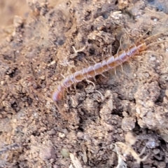 Lithobiomorpha (order) (Unidentified stone centipede) at Jerrabomberra, ACT - 31 Oct 2021 by trevorpreston