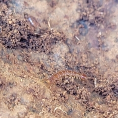 Lithobiomorpha (order) at Jerrabomberra, ACT - 31 Oct 2021 11:53 AM
