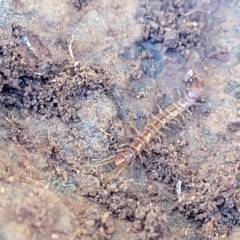 Lithobiomorpha (order) at Jerrabomberra, ACT - 31 Oct 2021 11:53 AM