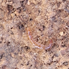 Lithobiomorpha (order) at Jerrabomberra, ACT - 31 Oct 2021 11:53 AM